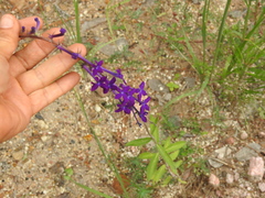 Lobelia sinaloae