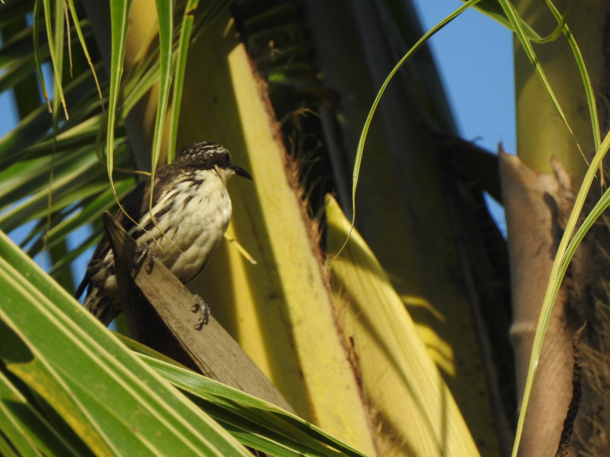 Stripe-sided Rhabdornis illustration