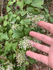 Mikania scandens image