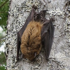 Big Brown Bat photo 5