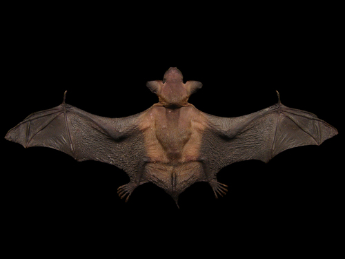Big Brown Bat