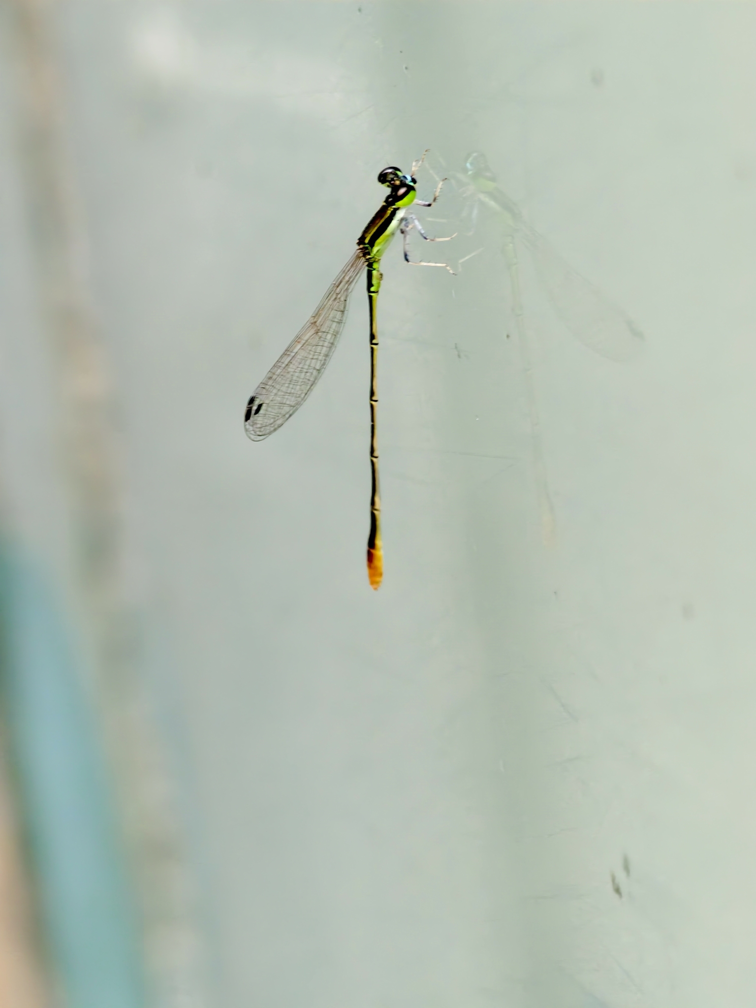 Pygmy Dartlet
