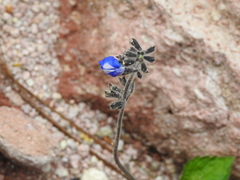 Salvia prunifolia