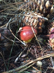 Gomphidius subroseus