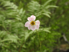 Cosmos palmeri