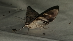 Catocala lacrymosa