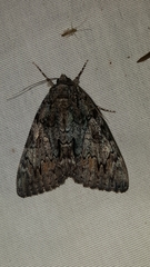 Catocala lacrymosa