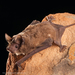 Mexican Free-tailed Bat - Photo (c) Bureau  of Land Management, some rights reserved (CC BY)
