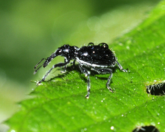 Otidocephalini