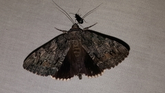 Catocala lacrymosa