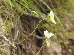 Calochortus ownbeyi