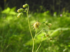 Roldana sessilifolia