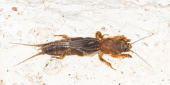 Neocurtilla hexadactyla