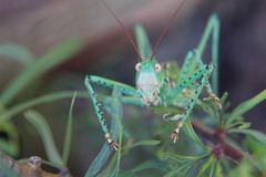 Neobarrettia spinosa