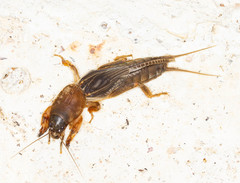 Neocurtilla hexadactyla