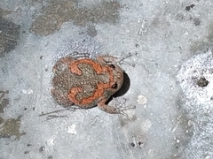 Uperodon taprobanicus