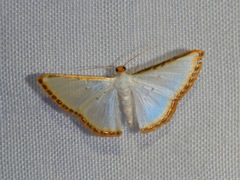 Leuciris