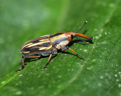 Rhodobaenus lineiger
