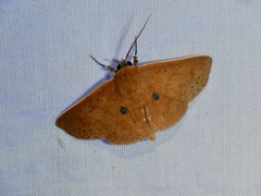 Lepidoptera