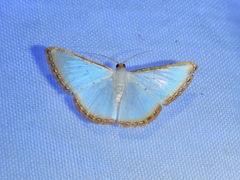 Leuciris