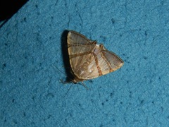 Eulepidotis