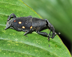 Cactophagus ornatus