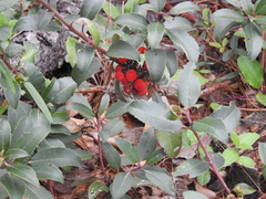 Arbutus mollis