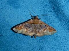 Lepidoptera