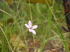 Cosmos ochroleucoflorus