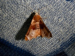 Lepidoptera