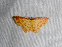 Geometridae