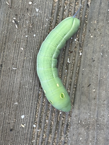 Hippotion celerio