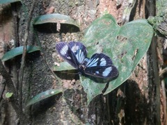 Lepidoptera