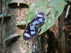 Lepidoptera