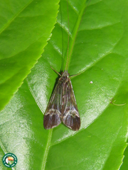 Macronema variipenne