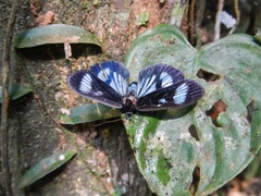 Lepidoptera
