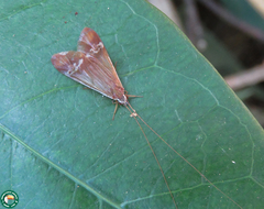 Macronema variipenne