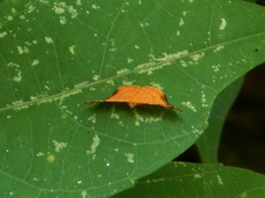 Lepidoptera