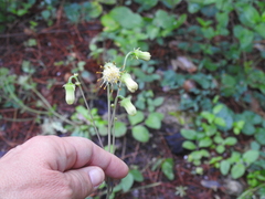 Roldana sessilifolia