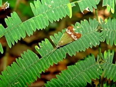 Macronema variipenne