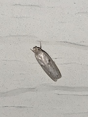 Scythropiodes issikii