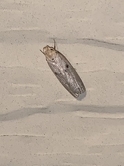 Scythropiodes issikii