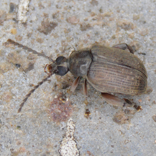 Palm Seed Weevil photo 4