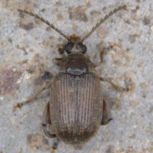 Palm Seed Weevil photo 3