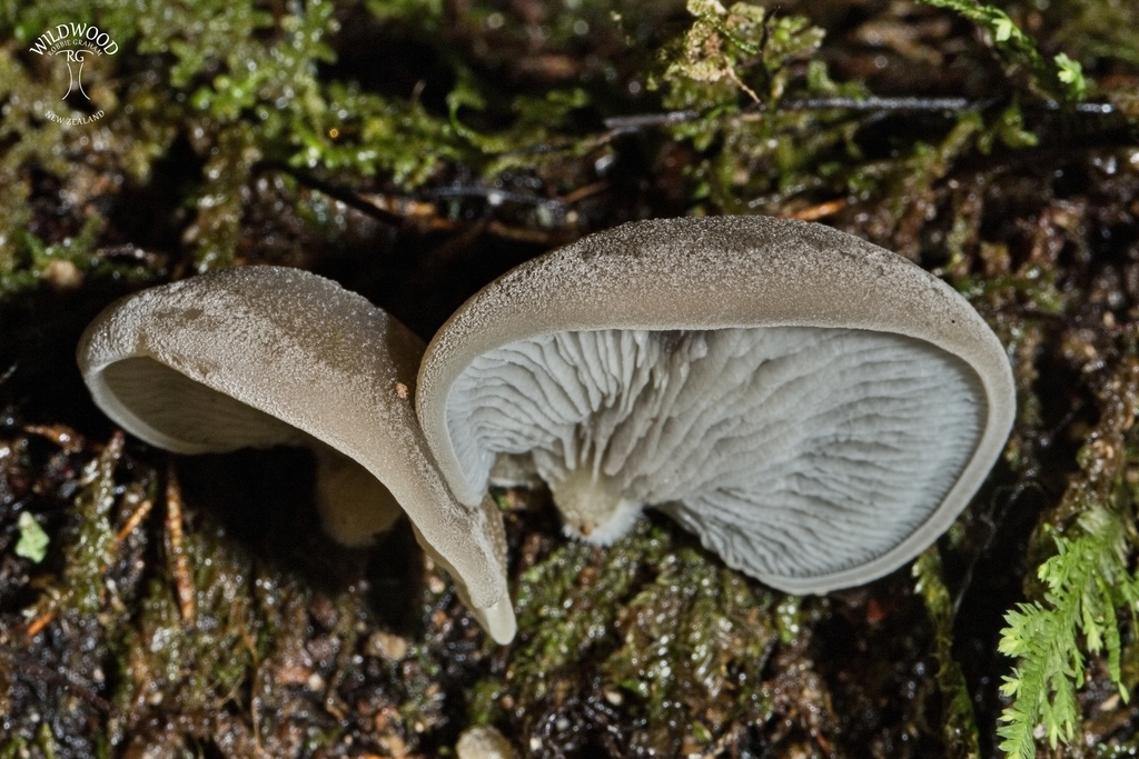 Conchomyces bursiformis · June 2025 · photo: © robbiebgraham (iNaturalist, cc0)