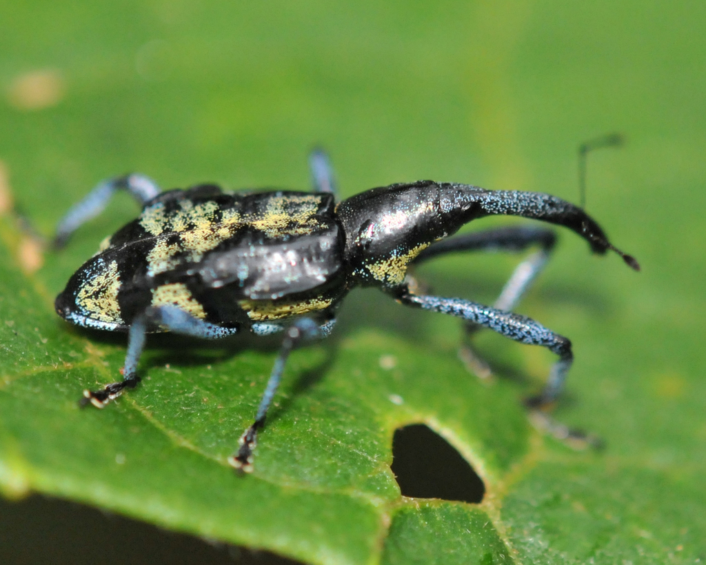 Epistrophina