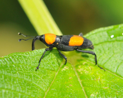 Rhodobaenus augustinus