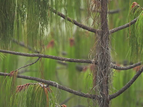 Lumholtz's pine