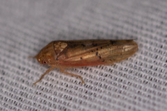 Ponana rubida