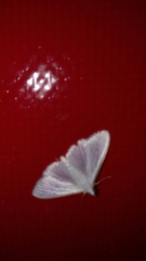 Palpita vitrealis